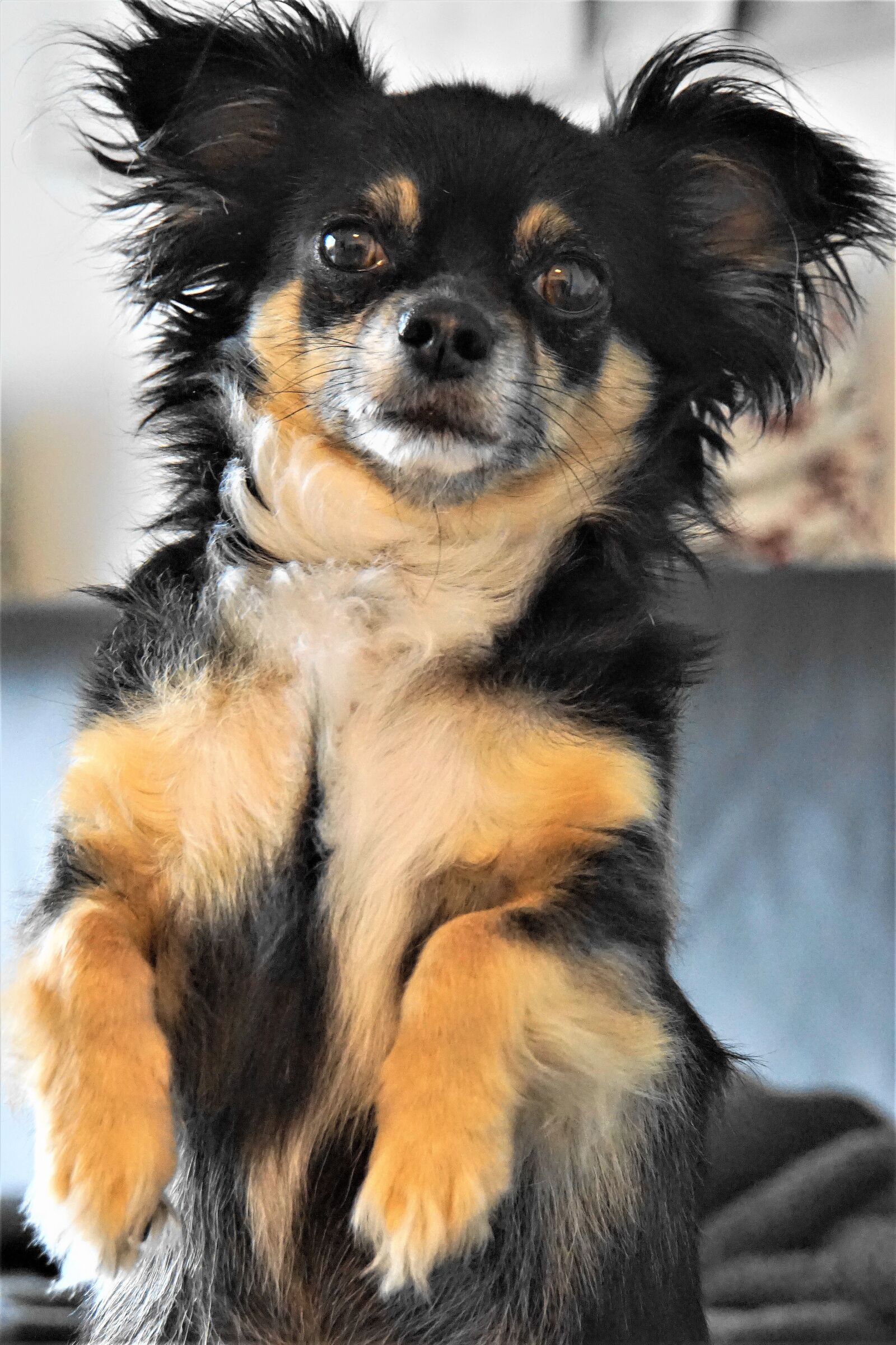 Sony E 18-200mm F3.5-6.3 OSS LE sample photo. Chihuahua, dog, small photography