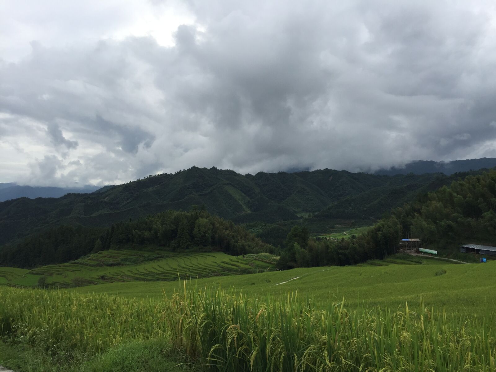 Apple iPhone 6 sample photo. Terrace, farmland, rice photography