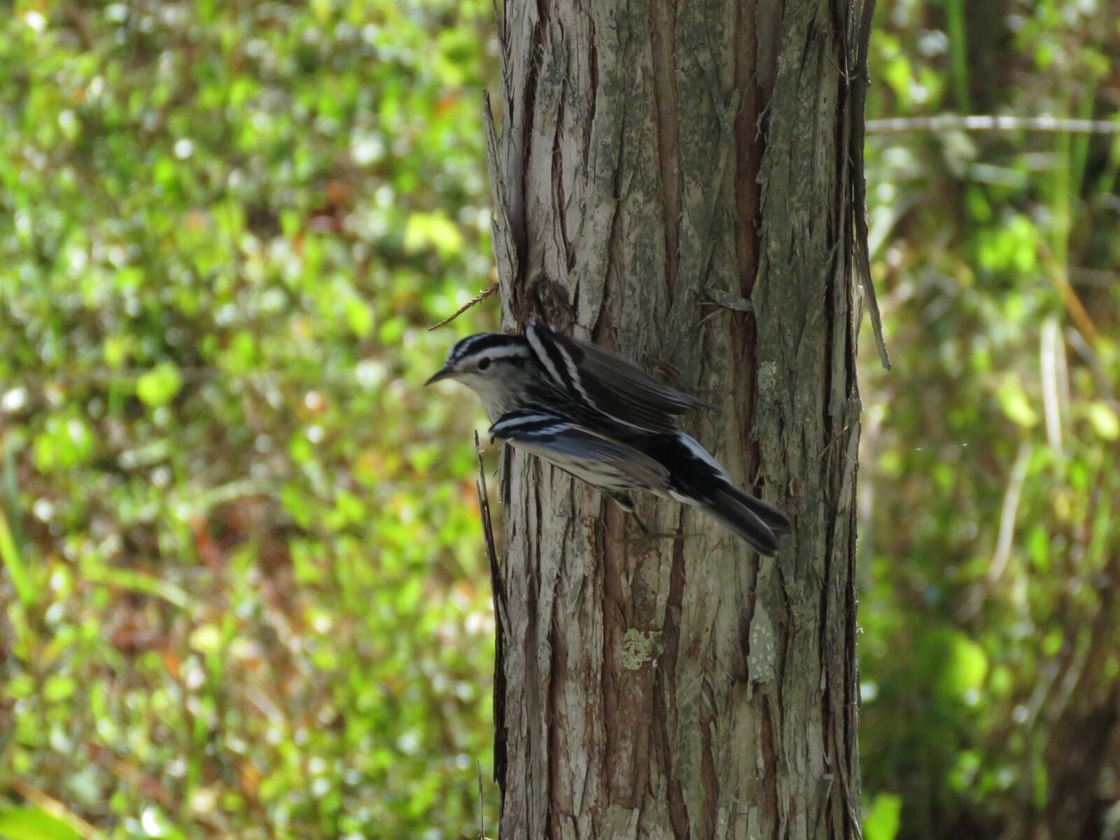 Canon PowerShot SX60 HS sample photo. Corkscrew swamp sanctuary, black photography