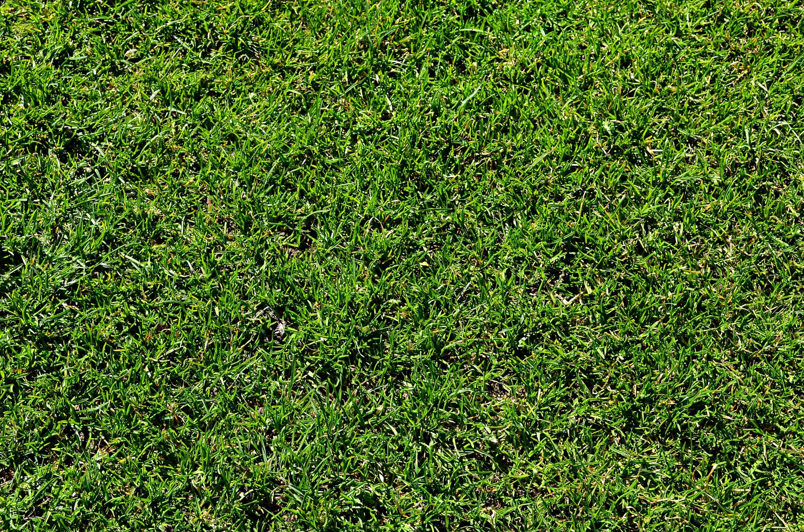 Nikon D5100 sample photo. Grass, lawn, green photography