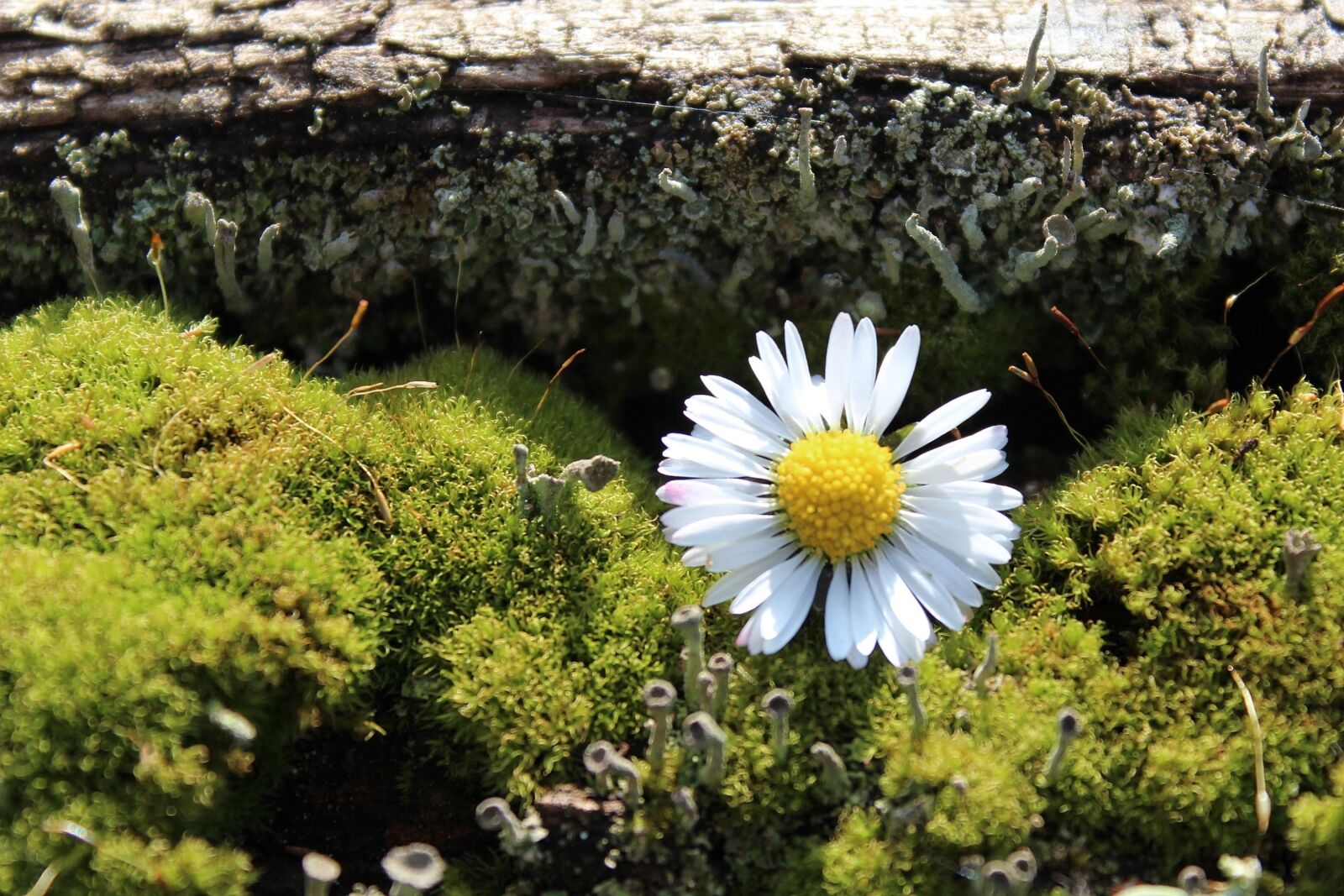Canon EOS 1200D (EOS Rebel T5 / EOS Kiss X70 / EOS Hi) sample photo. Moss, daisy, deco photography