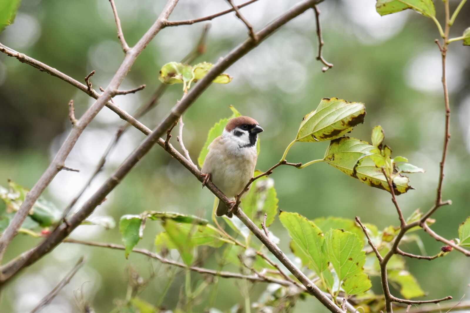 Nikon D7200 sample photo. Animal, forest, green photography