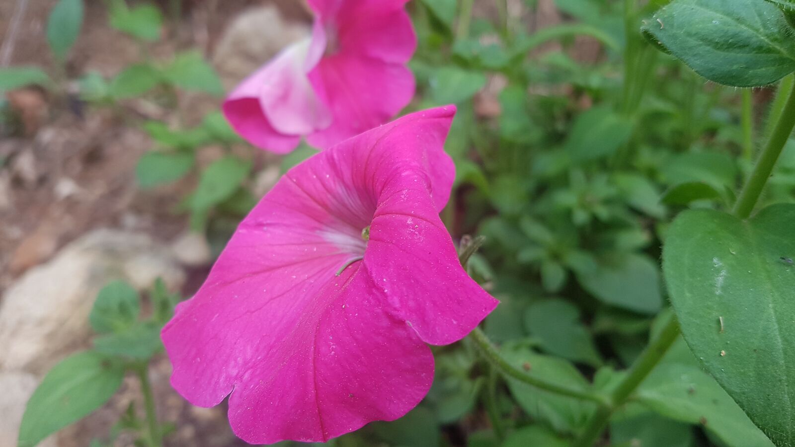Samsung Galaxy S7 sample photo. Pink flower, flower, spring photography