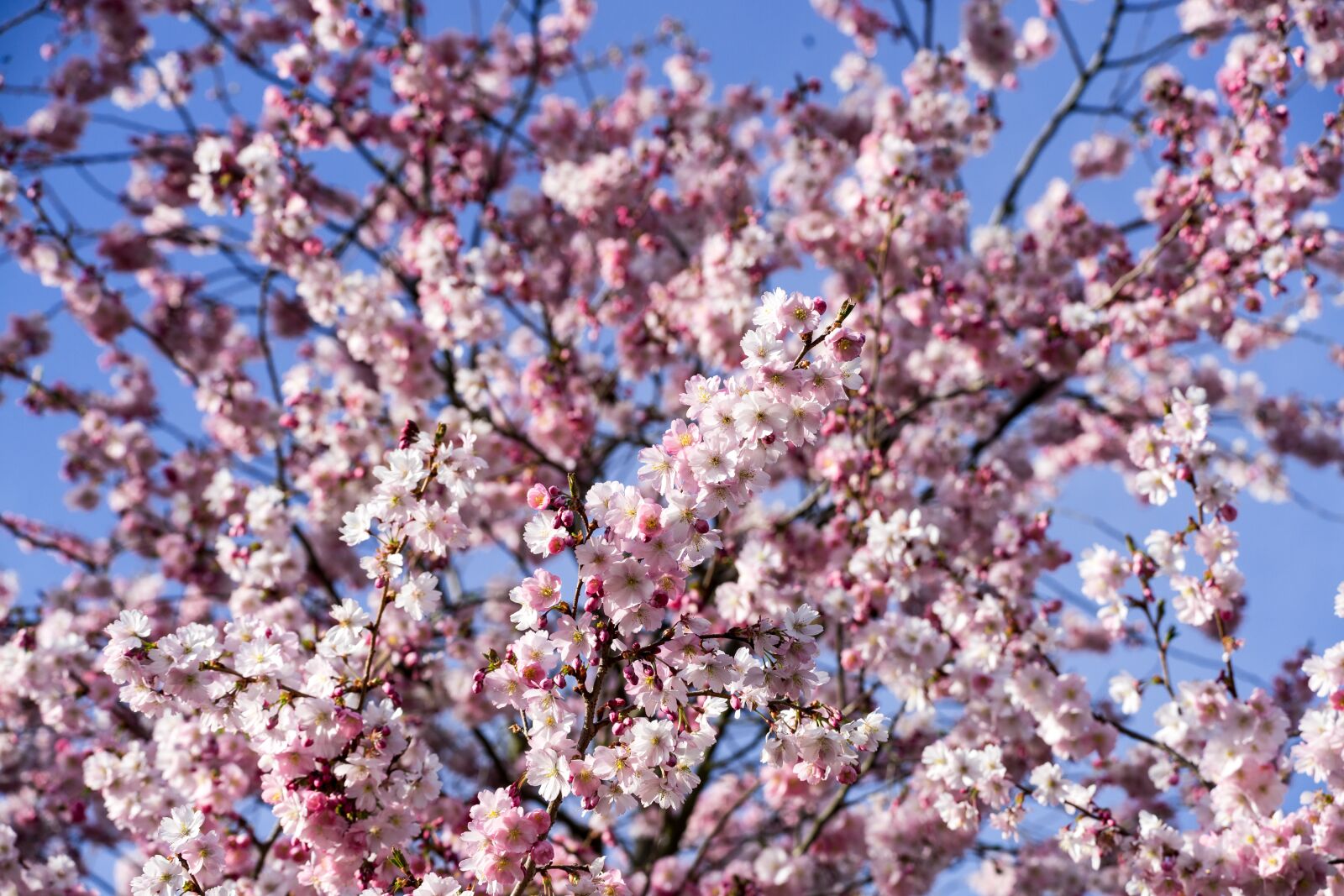 Sony a7 sample photo. Kirch blossoms, flowers, pink photography