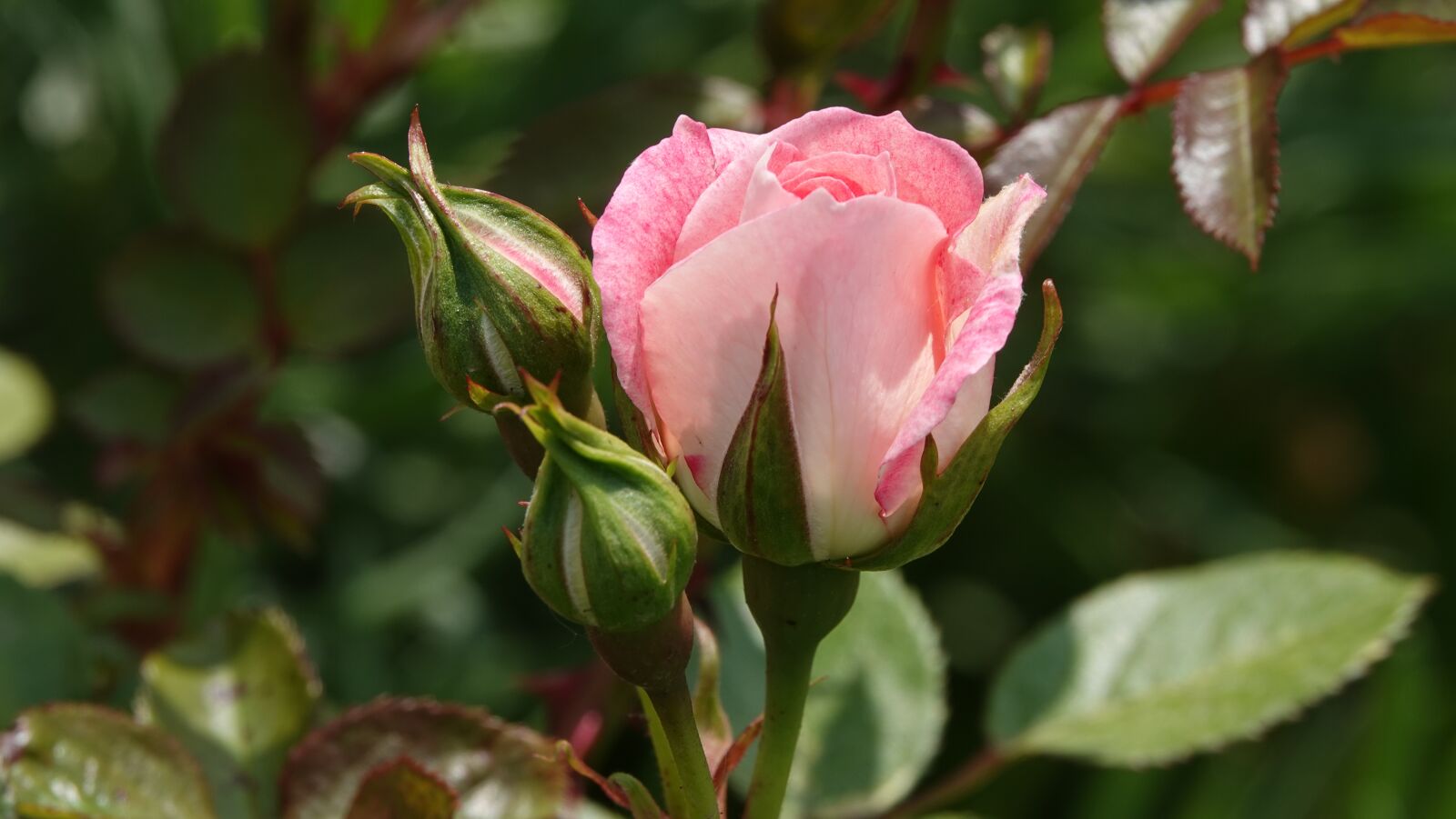 Sony Cyber-shot DSC-RX10 IV sample photo. Pink, ronsard, perfume photography