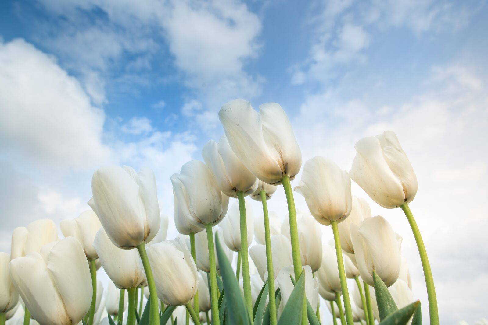 Nikon D610 sample photo. White, tulips, netherlands photography