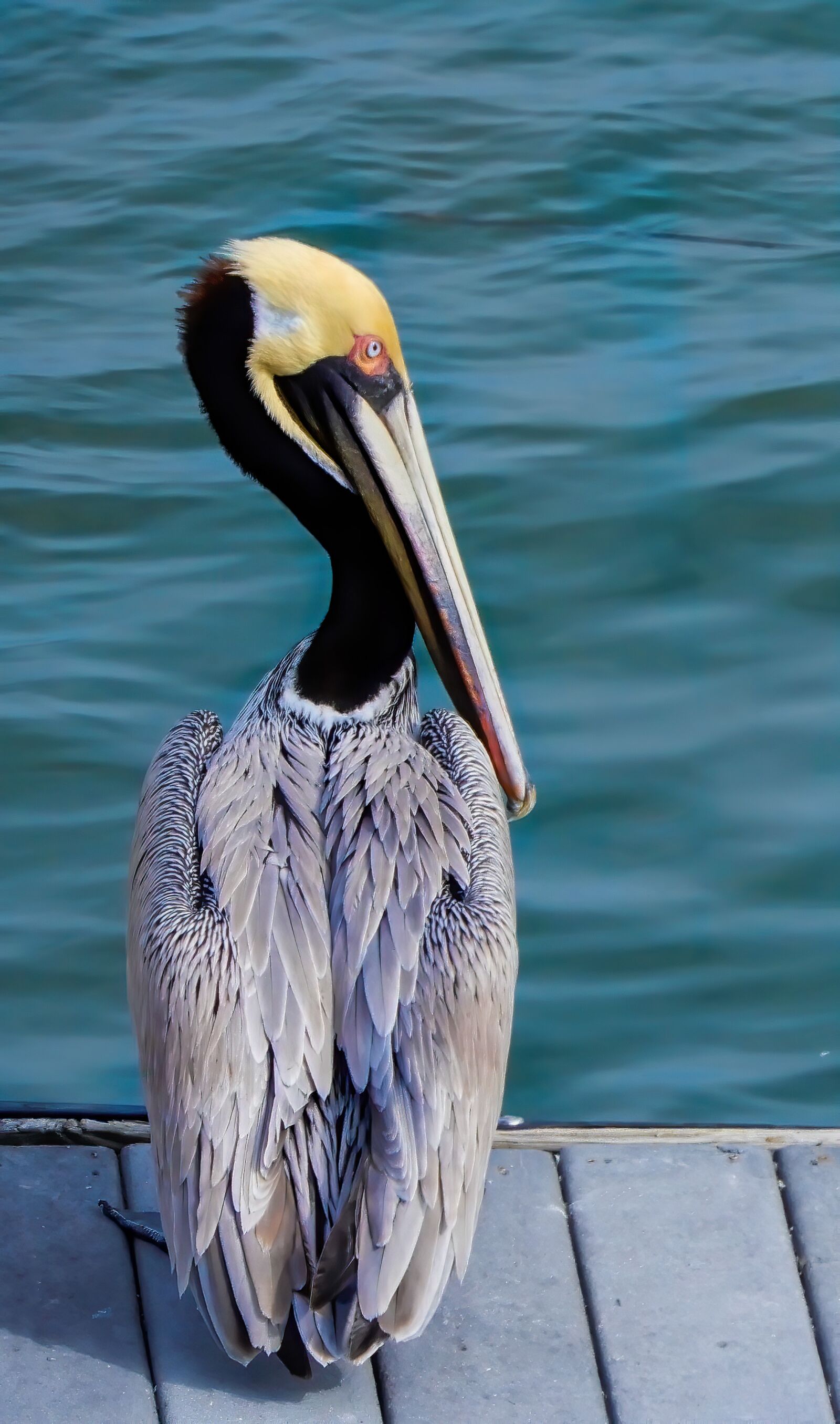 Nikon Coolpix A900 sample photo. Pelican, bird, animal photography