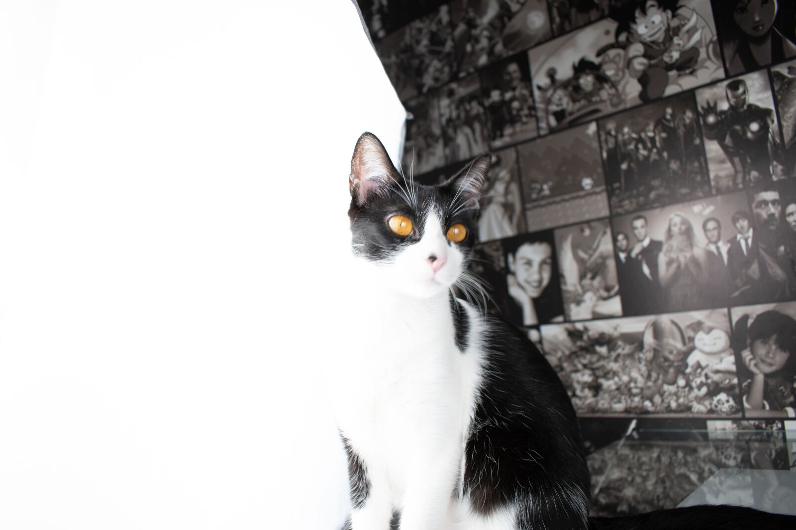 Nikon D5600 sample photo. Cat, gato, feline photography