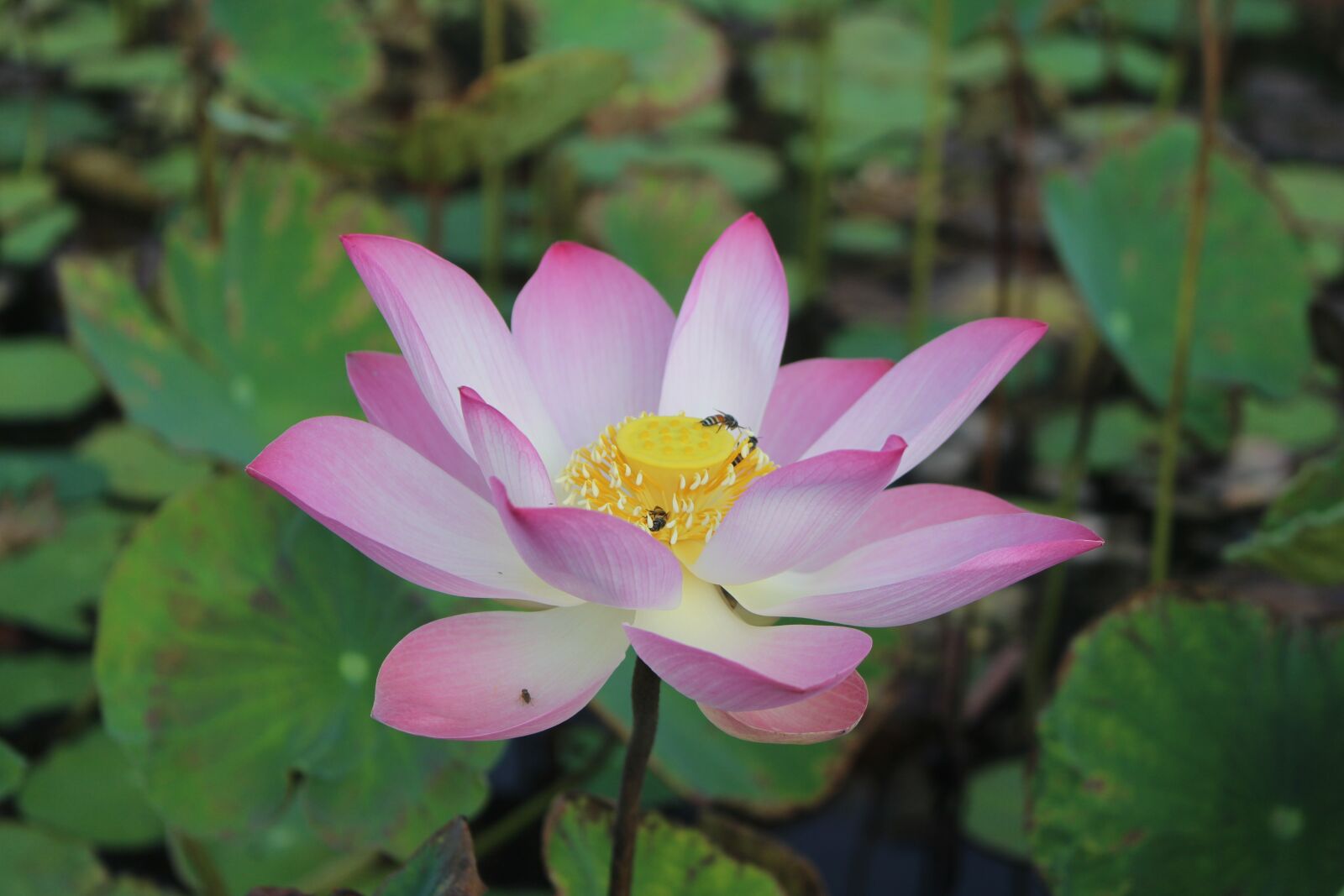 Canon EOS 700D (EOS Rebel T5i / EOS Kiss X7i) sample photo. Lotus, flower, nature photography