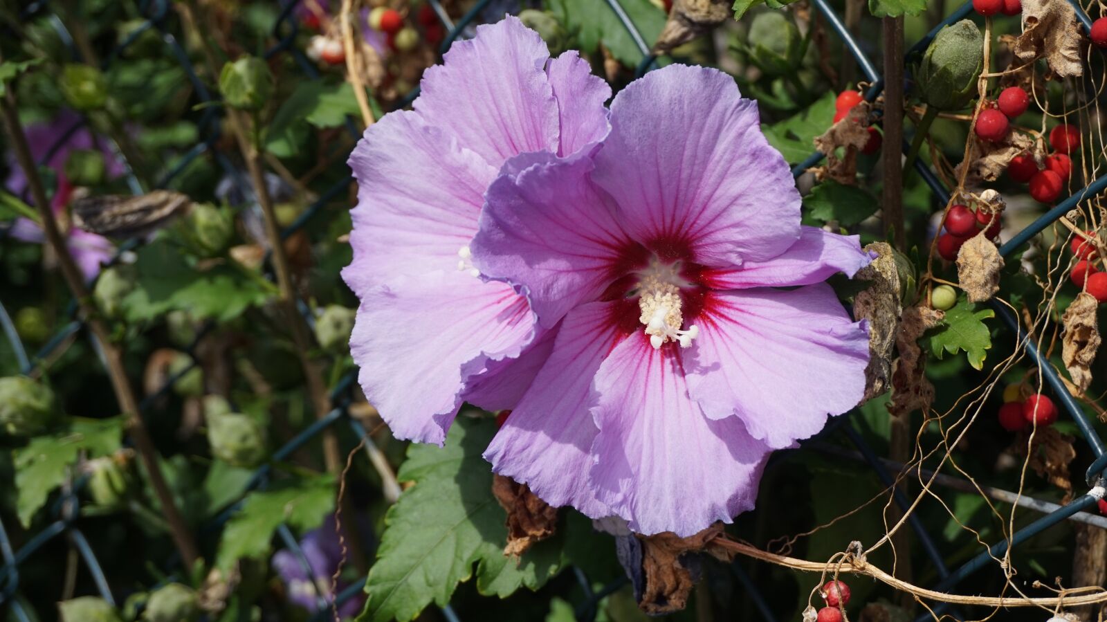 Sony Alpha a5000 (ILCE 5000) sample photo. Hibiscus, blossom, bloom photography