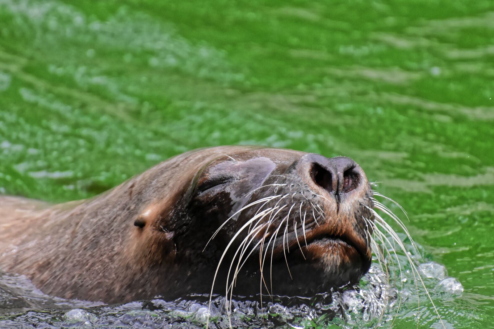 Nikon D7200 sample photo. Seal, sea lion, water photography