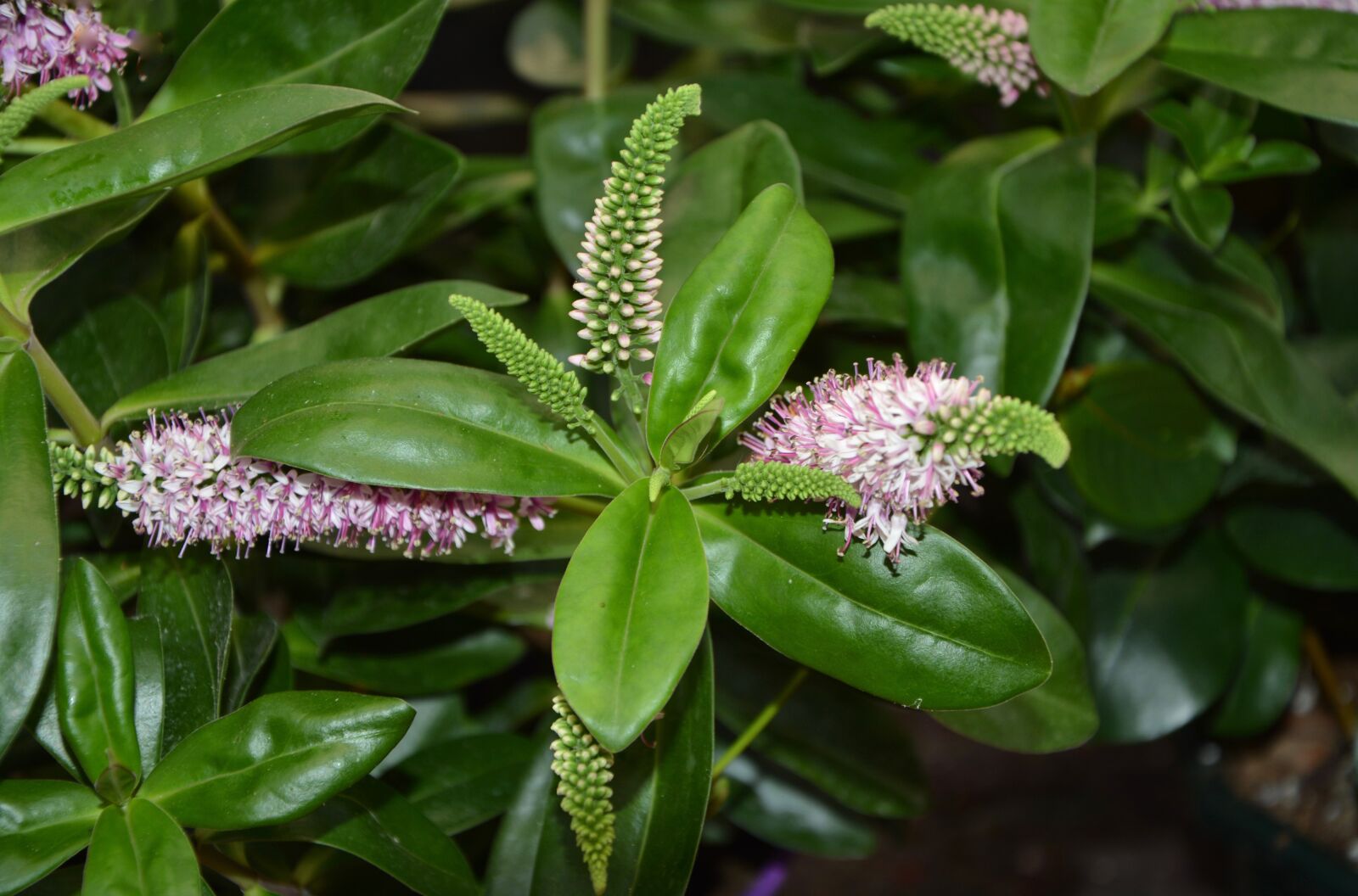 Nikon D5200 sample photo. Plant, v ronique, green photography