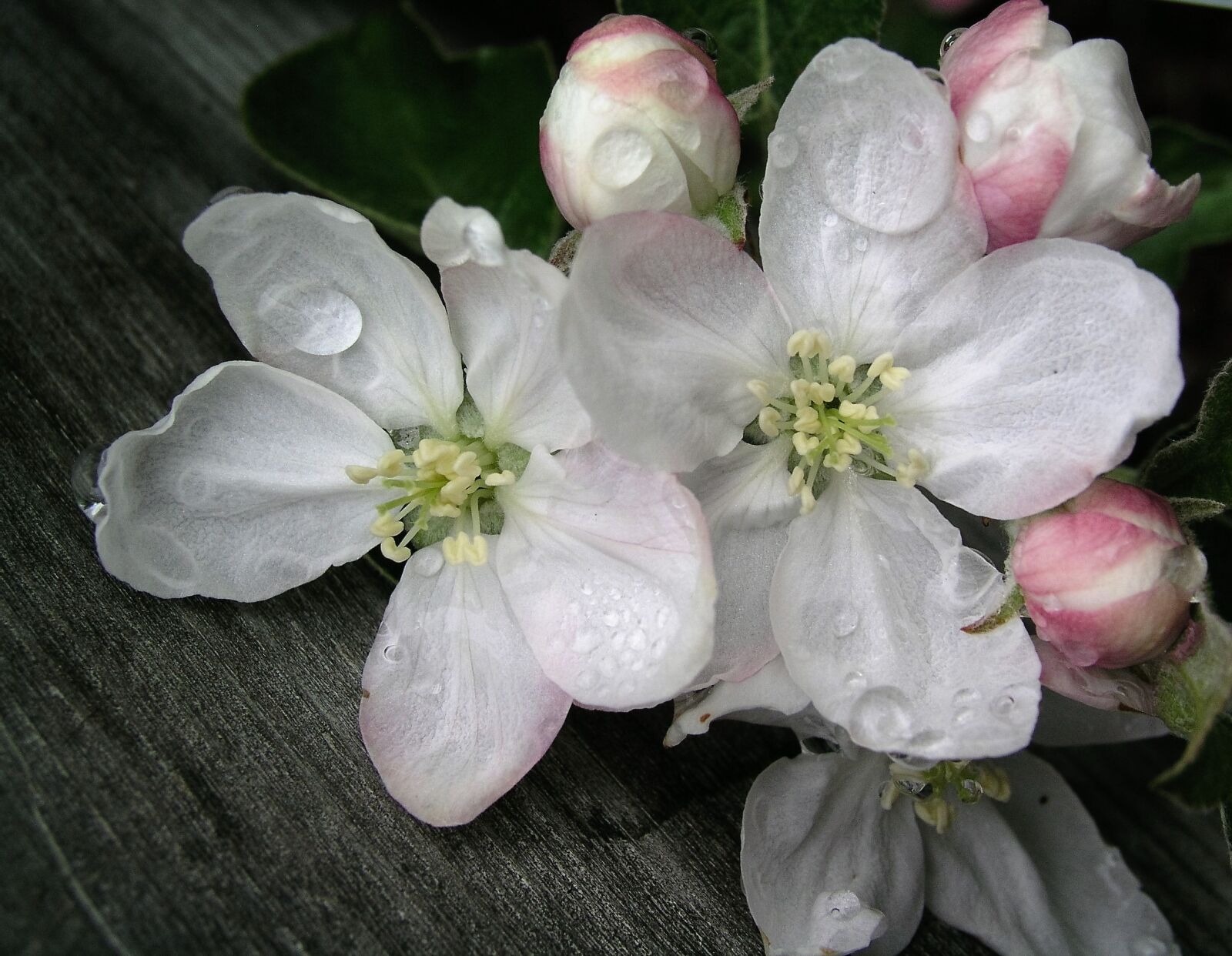 Olympus C5050Z sample photo. Blossom, apple, flower photography