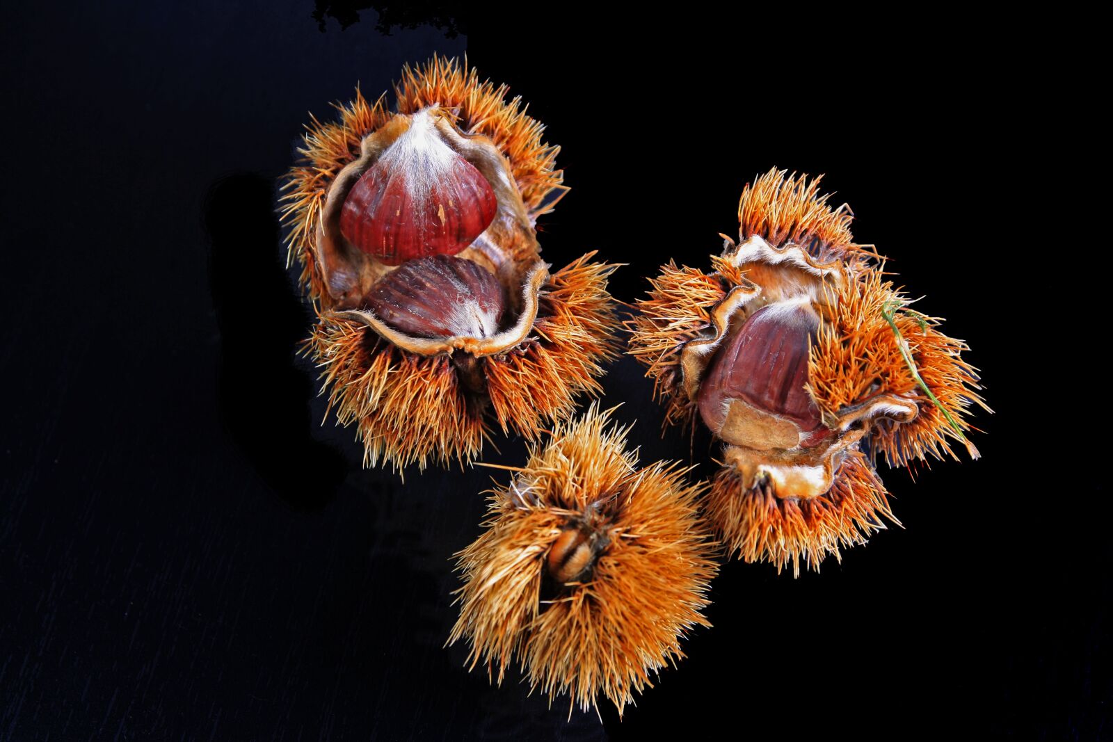 Canon EOS 1000D (EOS Digital Rebel XS / EOS Kiss F) sample photo. Chestnut, spur, casing photography