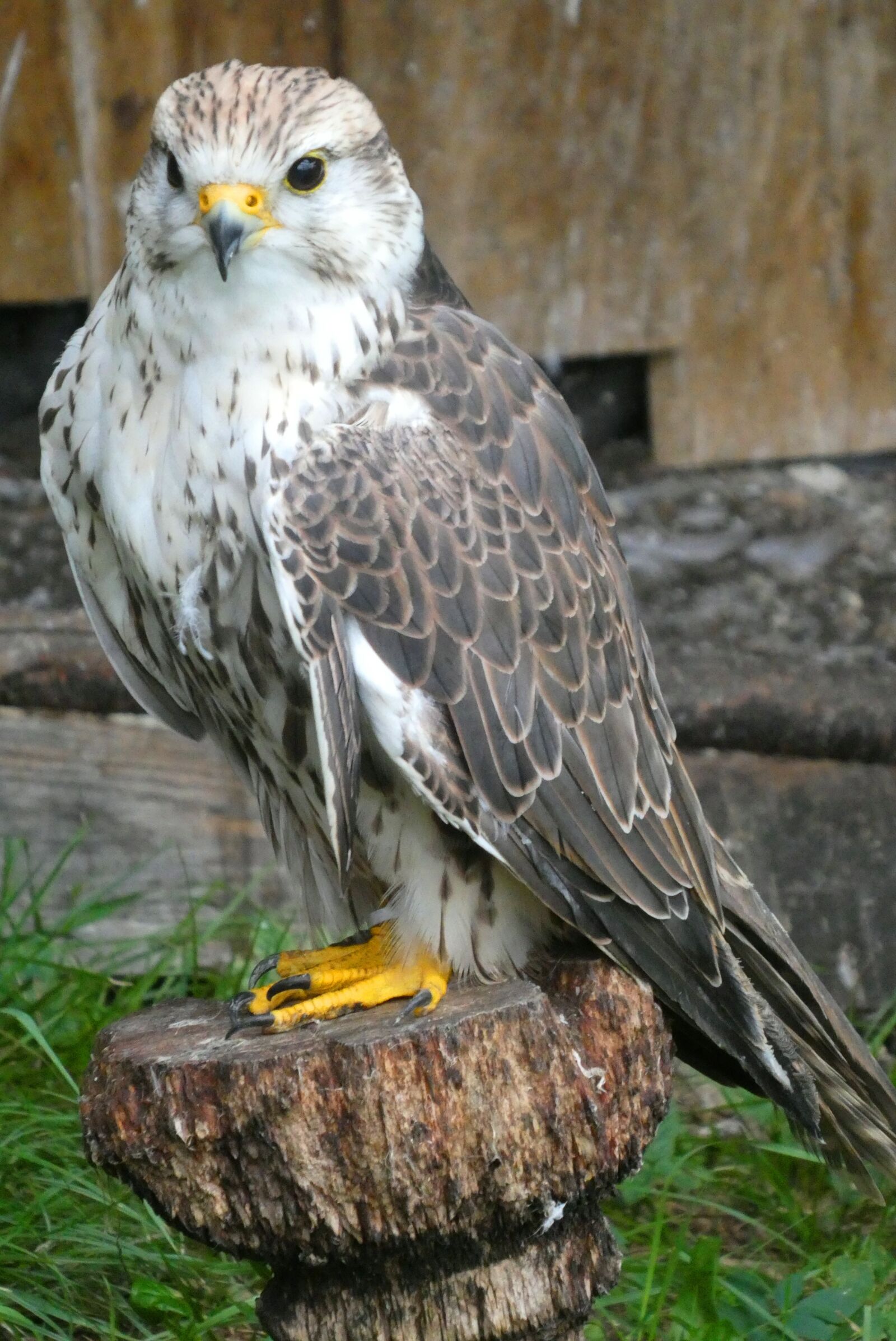 Panasonic Lumix DC-ZS70 (Lumix DC-TZ90) sample photo. Valk, kestrel, feathers photography