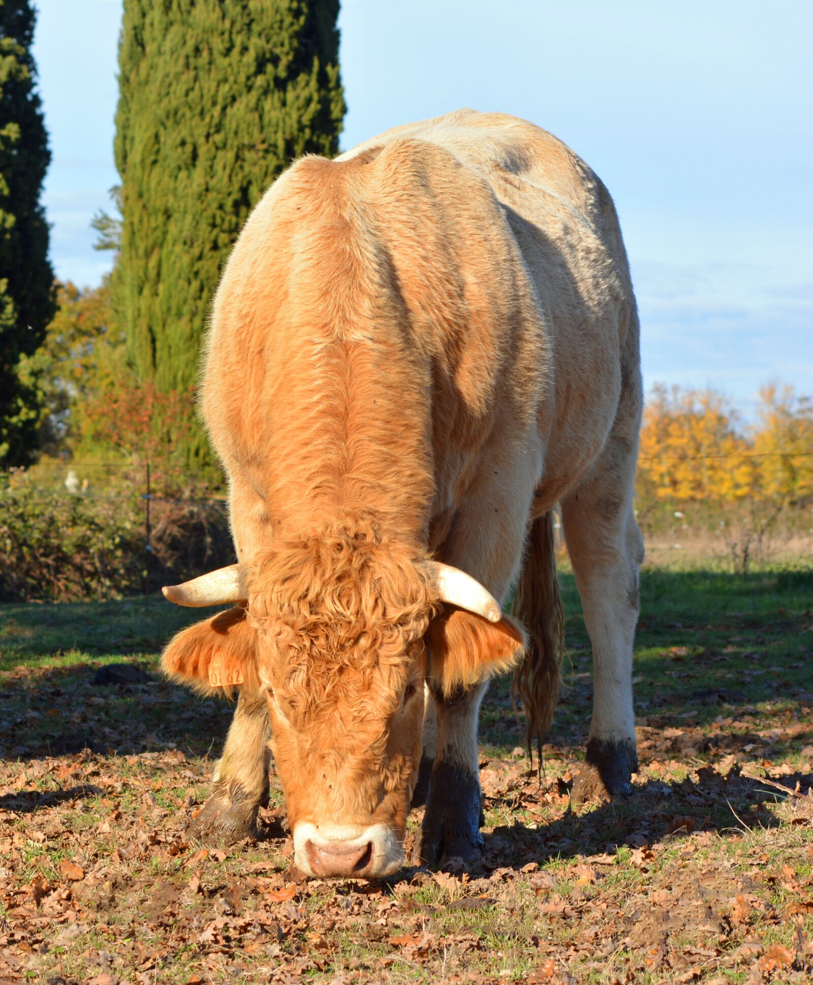 Nikon D5200 sample photo. Bull, cattle, agriculture photography