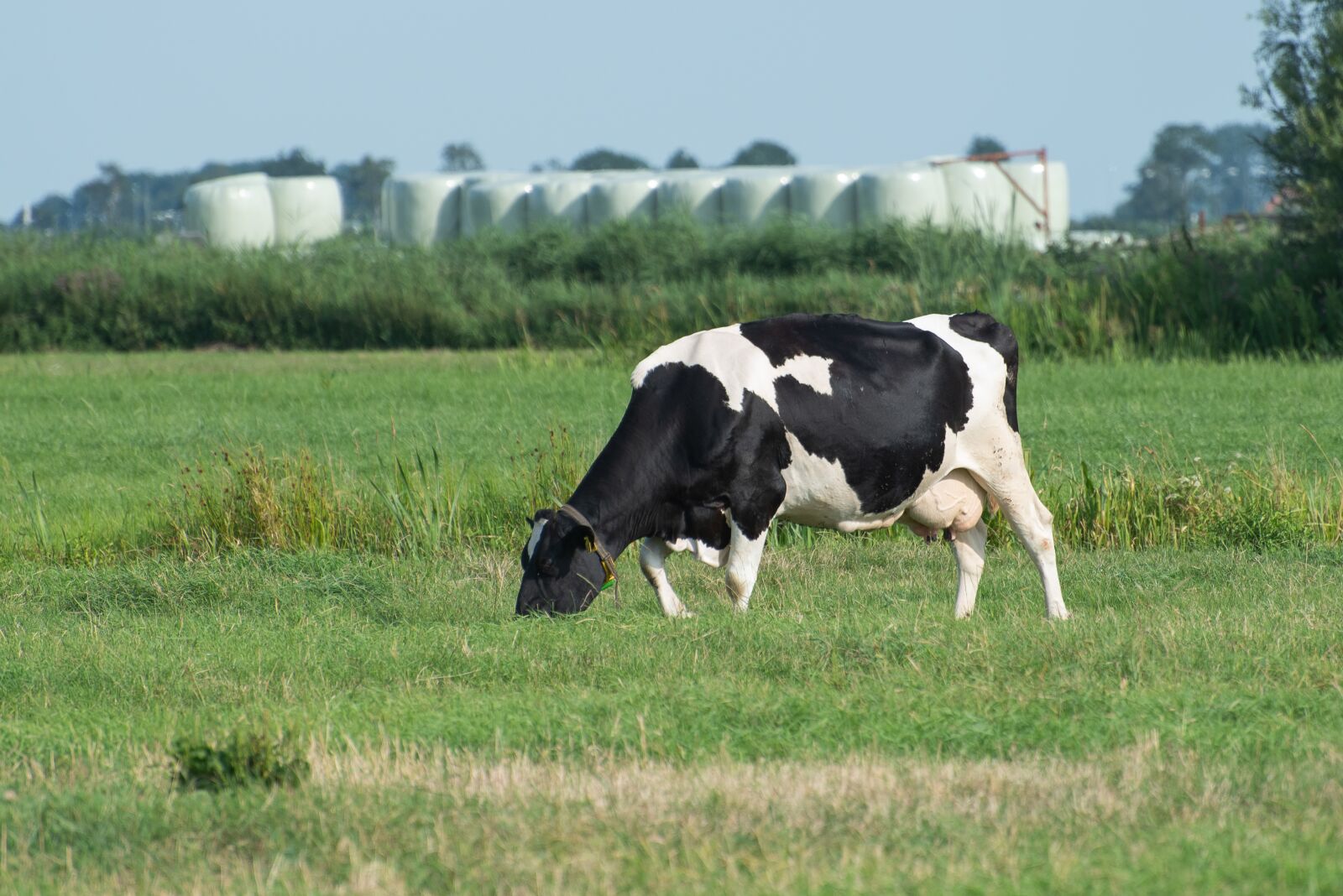 Nikon D750 sample photo. Cow, grazing, farm photography