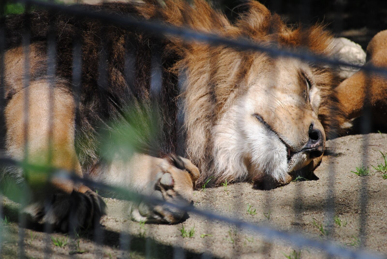 Nikon D3000 sample photo. Lion, zoo, animal photography