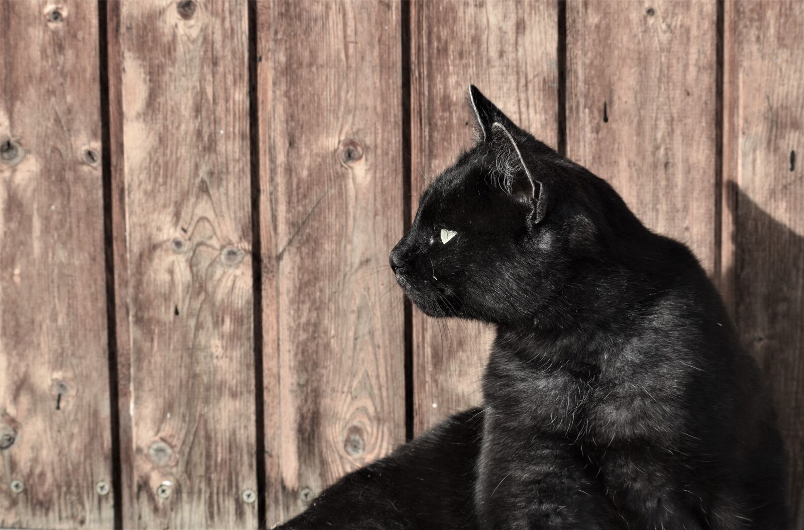 Nikon D3500 sample photo. Cat, portrait, animal photography