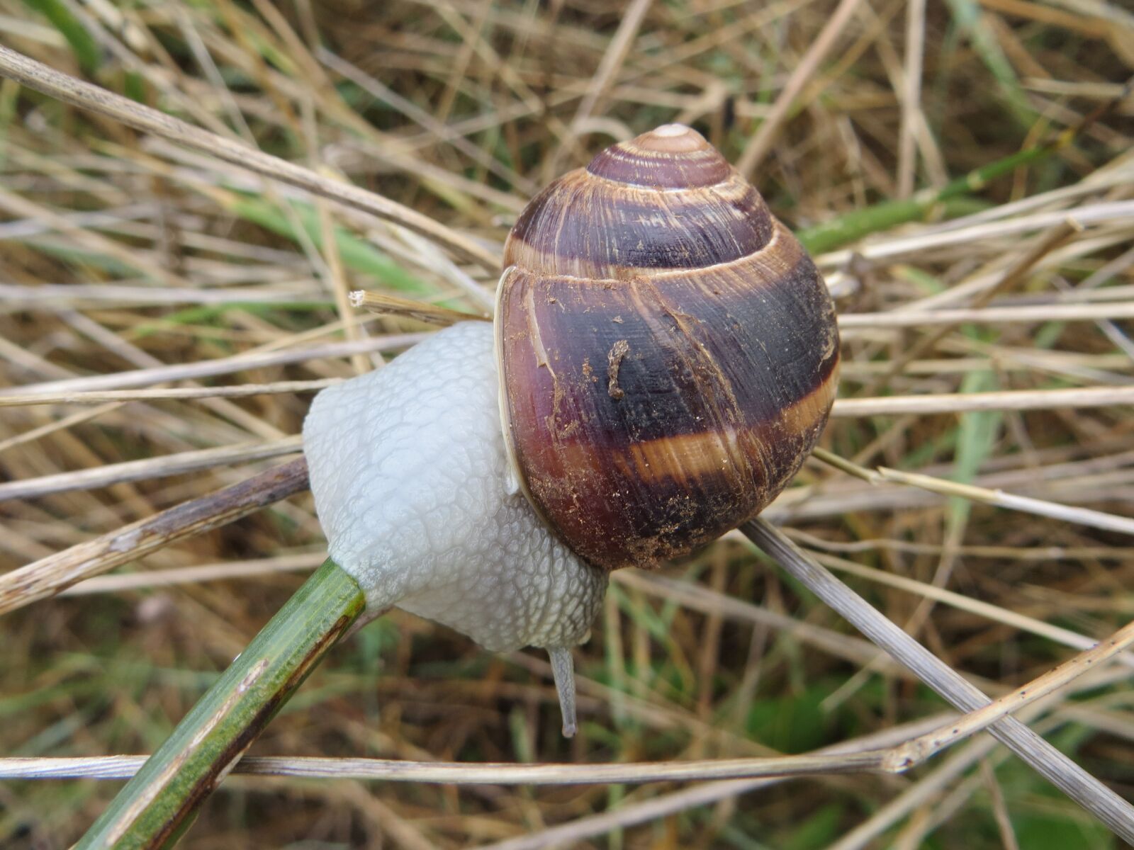 Canon PowerShot SX260 HS sample photo. Grass, snail, nature photography