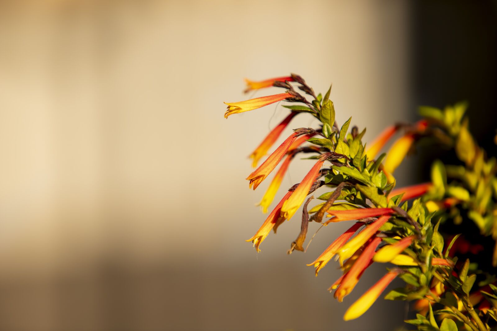 Sigma 70-200mm F2.8 EX DG OS HSM sample photo. Flower, flowers, detail photography