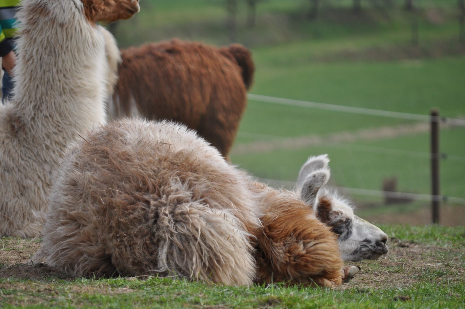 Nikon D5000 sample photo. Lama, alpaca, hairy photography