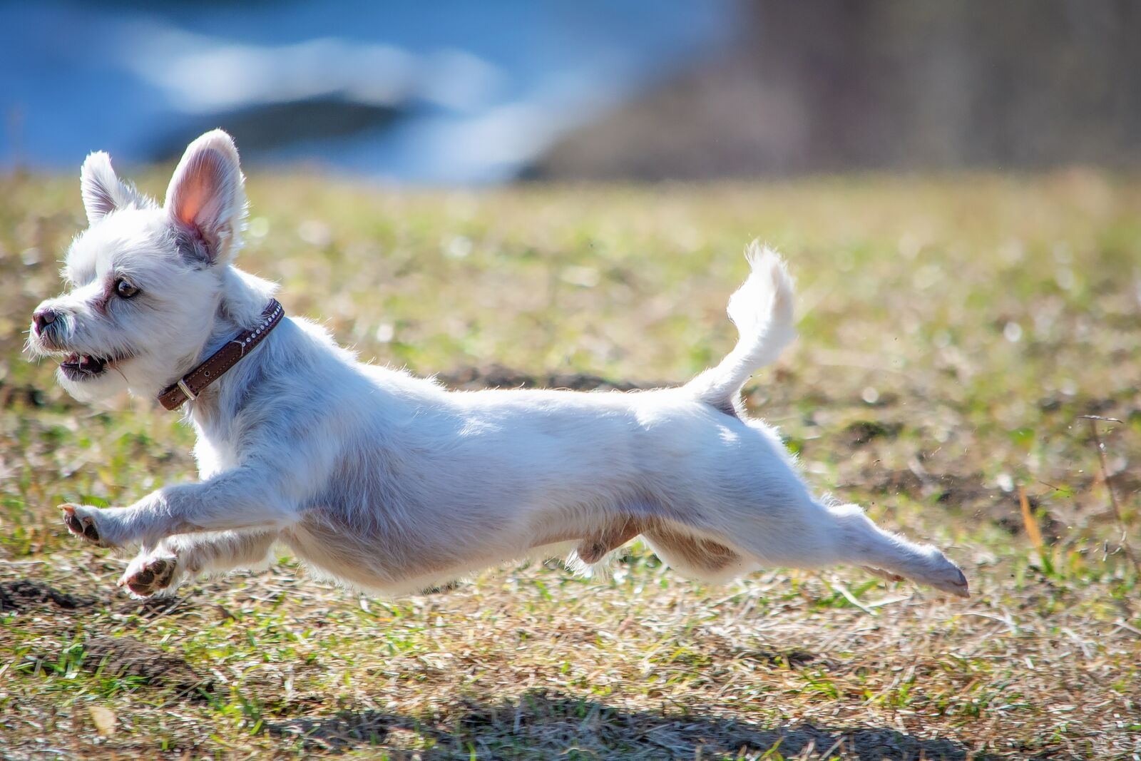 Nikon D7100 sample photo. Dog, white, race photography