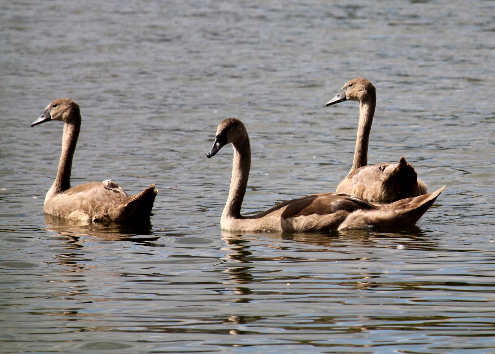 Canon EOS 1200D (EOS Rebel T5 / EOS Kiss X70 / EOS Hi) sample photo. Swan, chicks, white photography