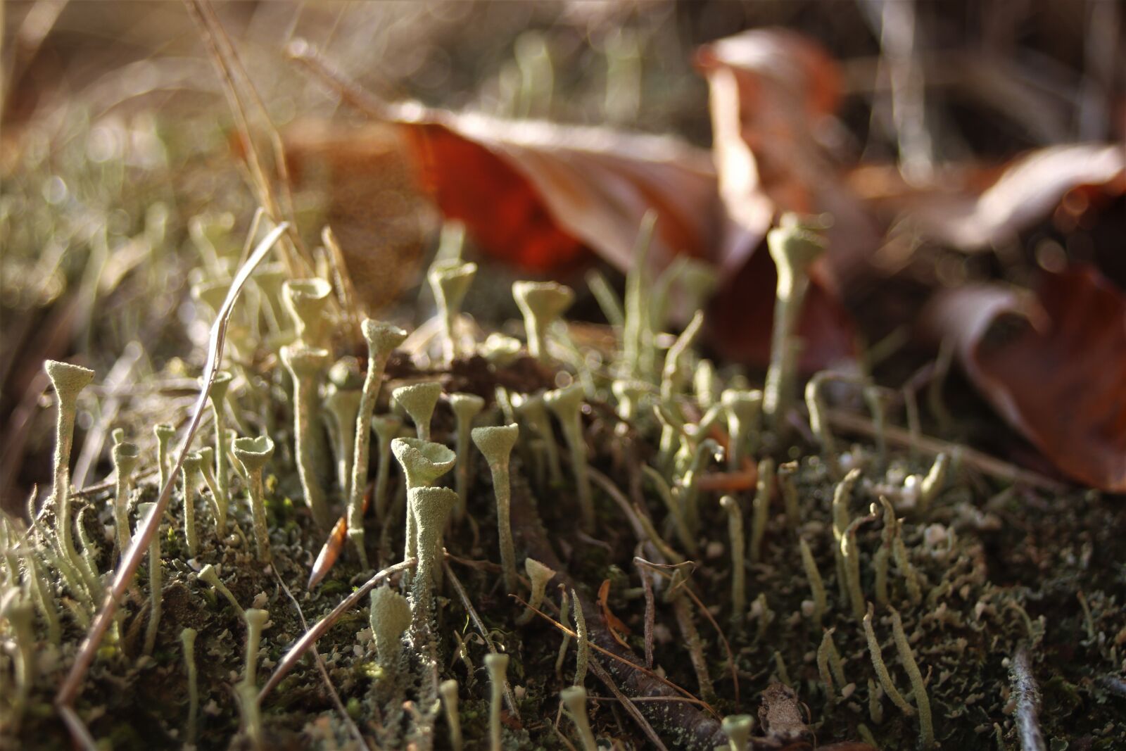 Canon EOS 80D sample photo. Forest, moss, foliage photography