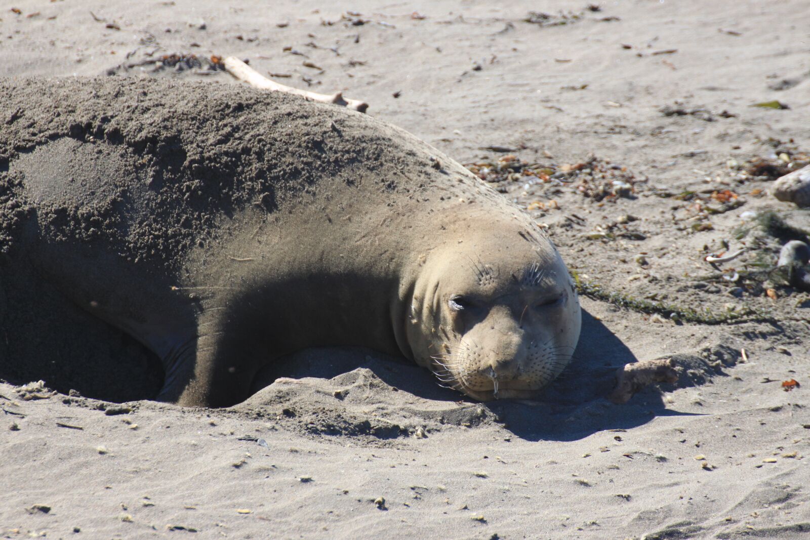 Canon EOS 500D (EOS Rebel T1i / EOS Kiss X3) sample photo. Seal, sand, sea photography