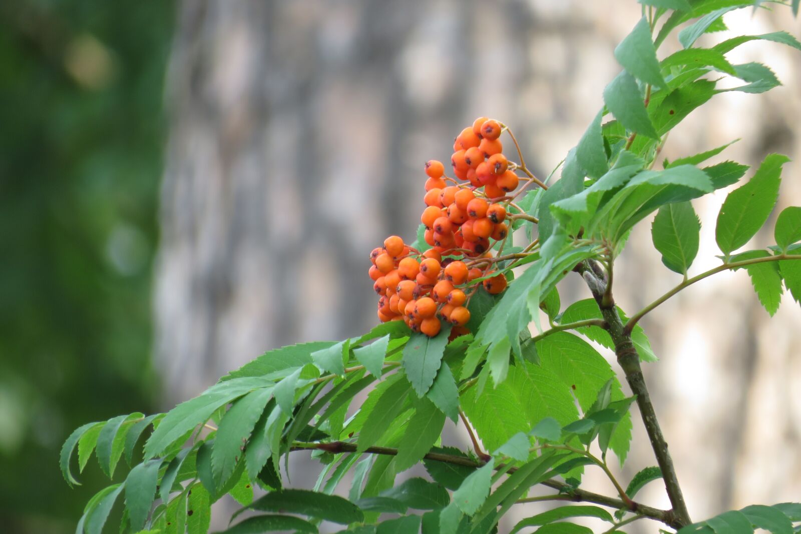 Canon PowerShot SX540 HS sample photo. Berries, orange berries, tree photography