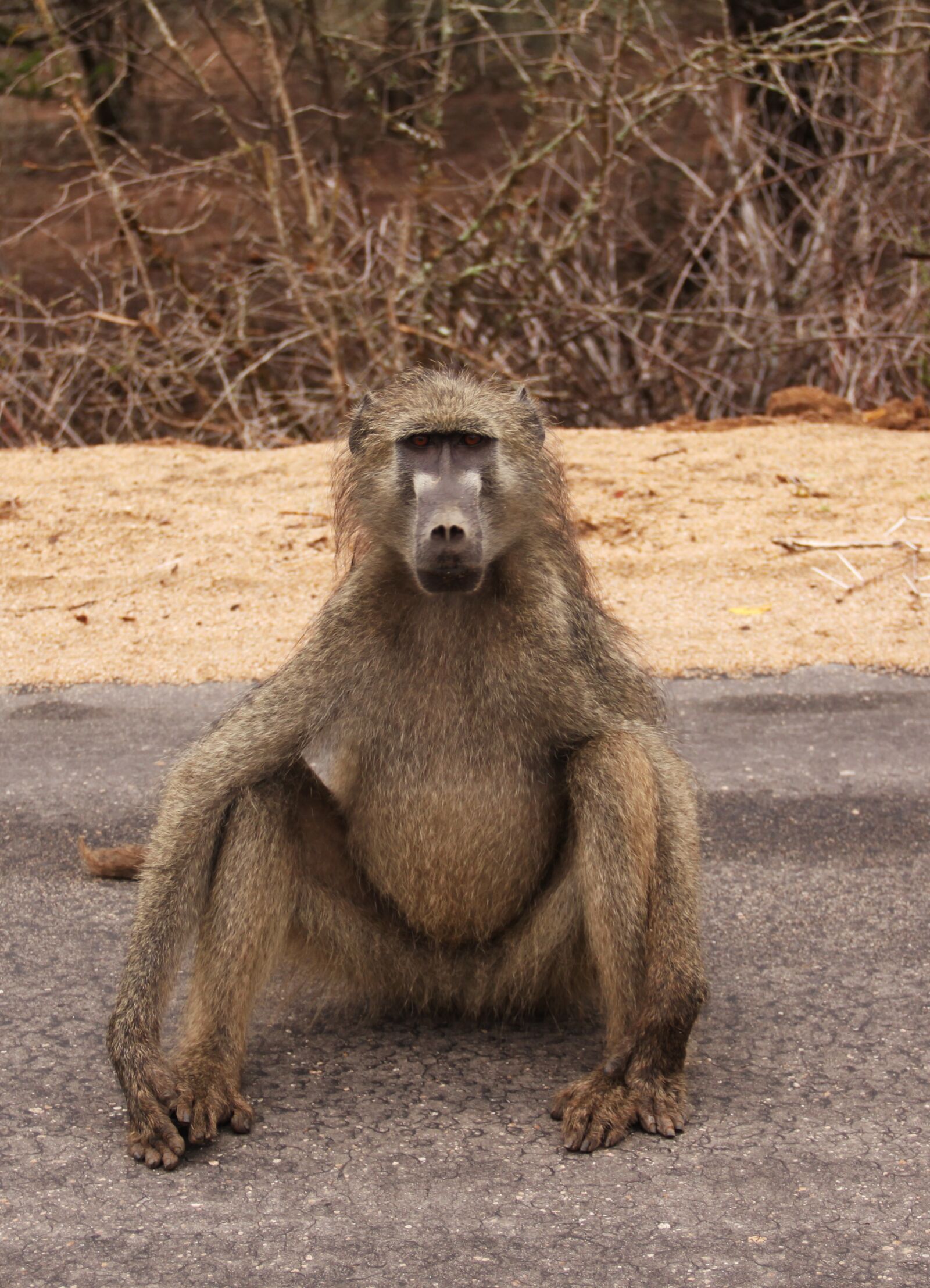 Canon EOS 50D sample photo. Mammal, animal world, monkey photography