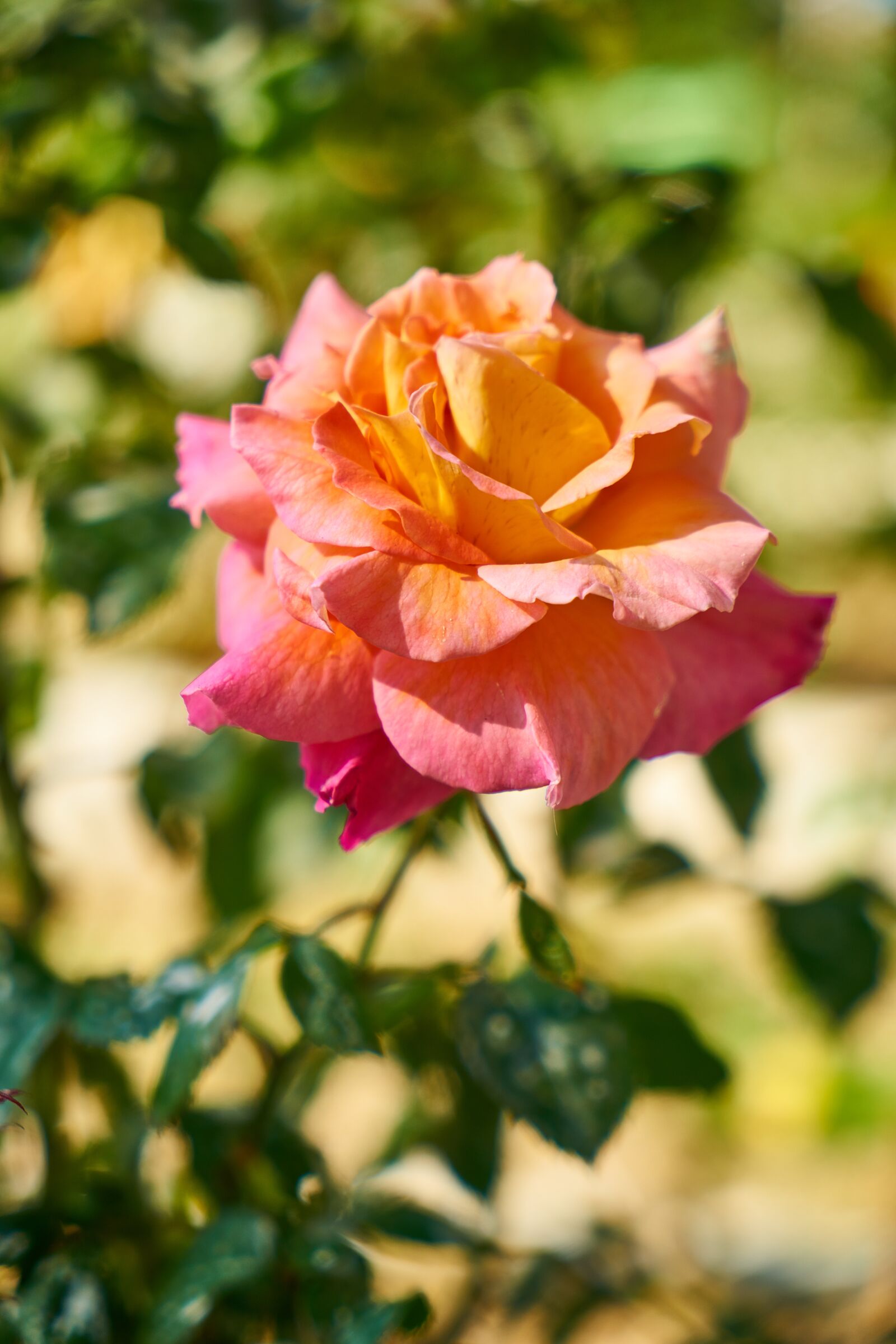 Sony a7R II sample photo. Rose, flower, macro photography
