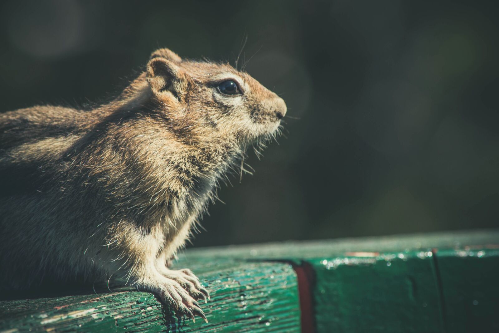 Nikon D5200 sample photo. Chipmunk, wildlife, rodent, squirrel photography