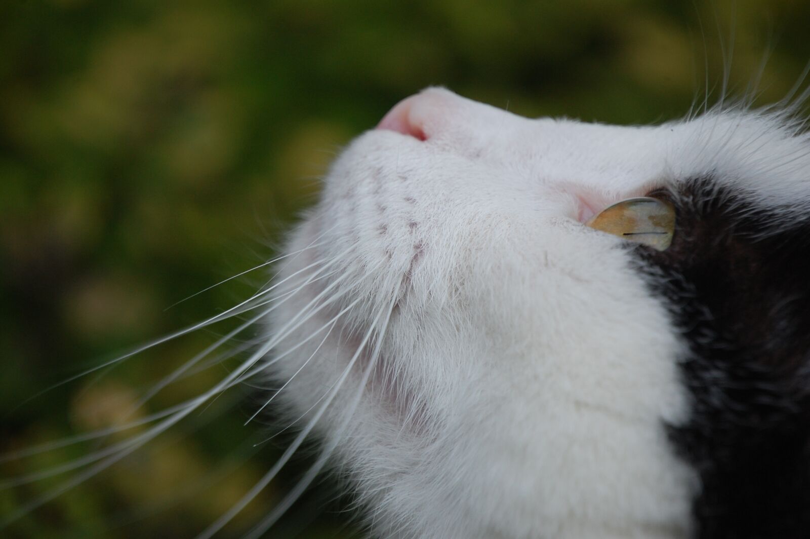 Nikon D40 sample photo. Cat, feline, animal photography
