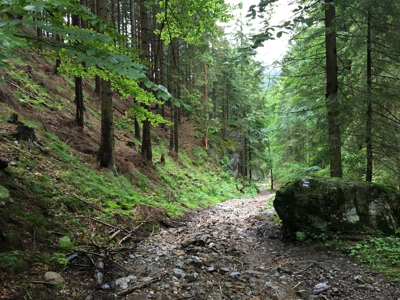 iPhone 6s back camera 4.15mm f/2.2 sample photo. Forest, green photography