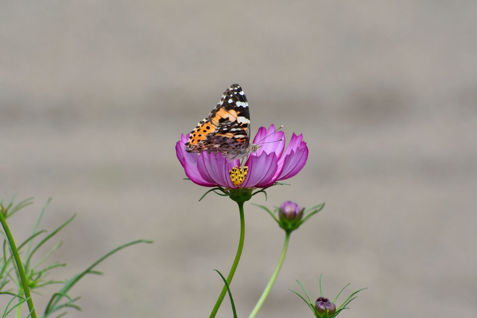 Nikon D7200 sample photo. Natural, landscape, flowers photography
