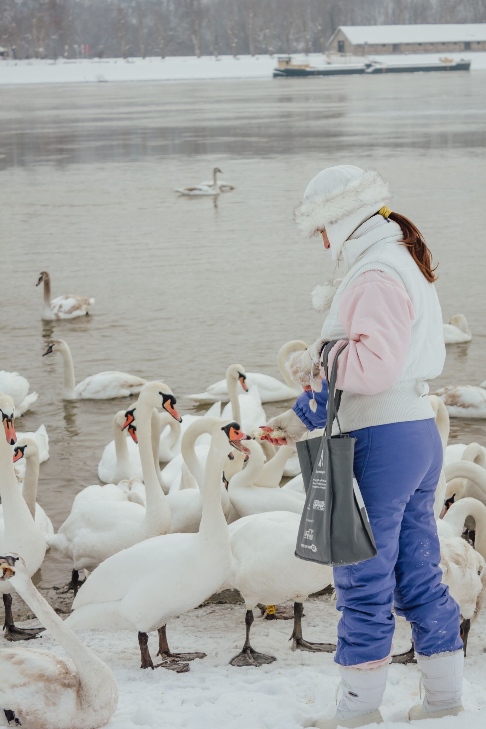 Canon EF-S 18-55mm F3.5-5.6 IS sample photo. Feeding, swan, cold water photography
