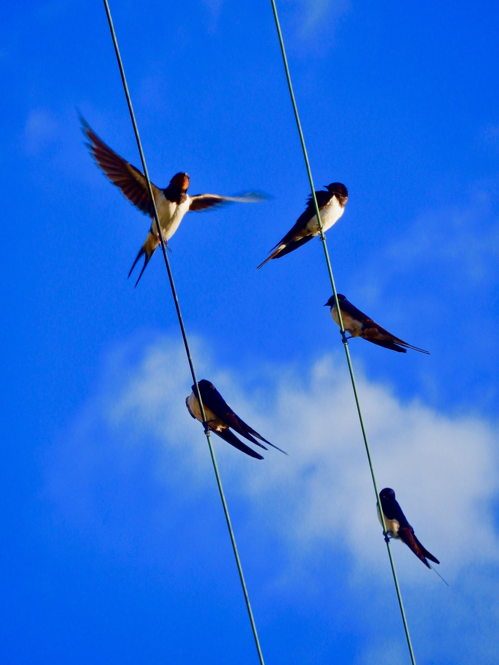 Nikon Coolpix S9900 sample photo. Swallows, sky, birds photography