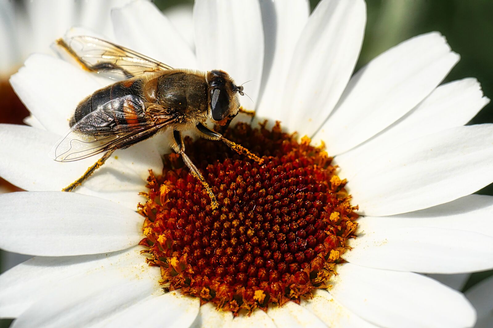 Panasonic Lumix DMC-GX8 sample photo. Nature, insect, bee photography
