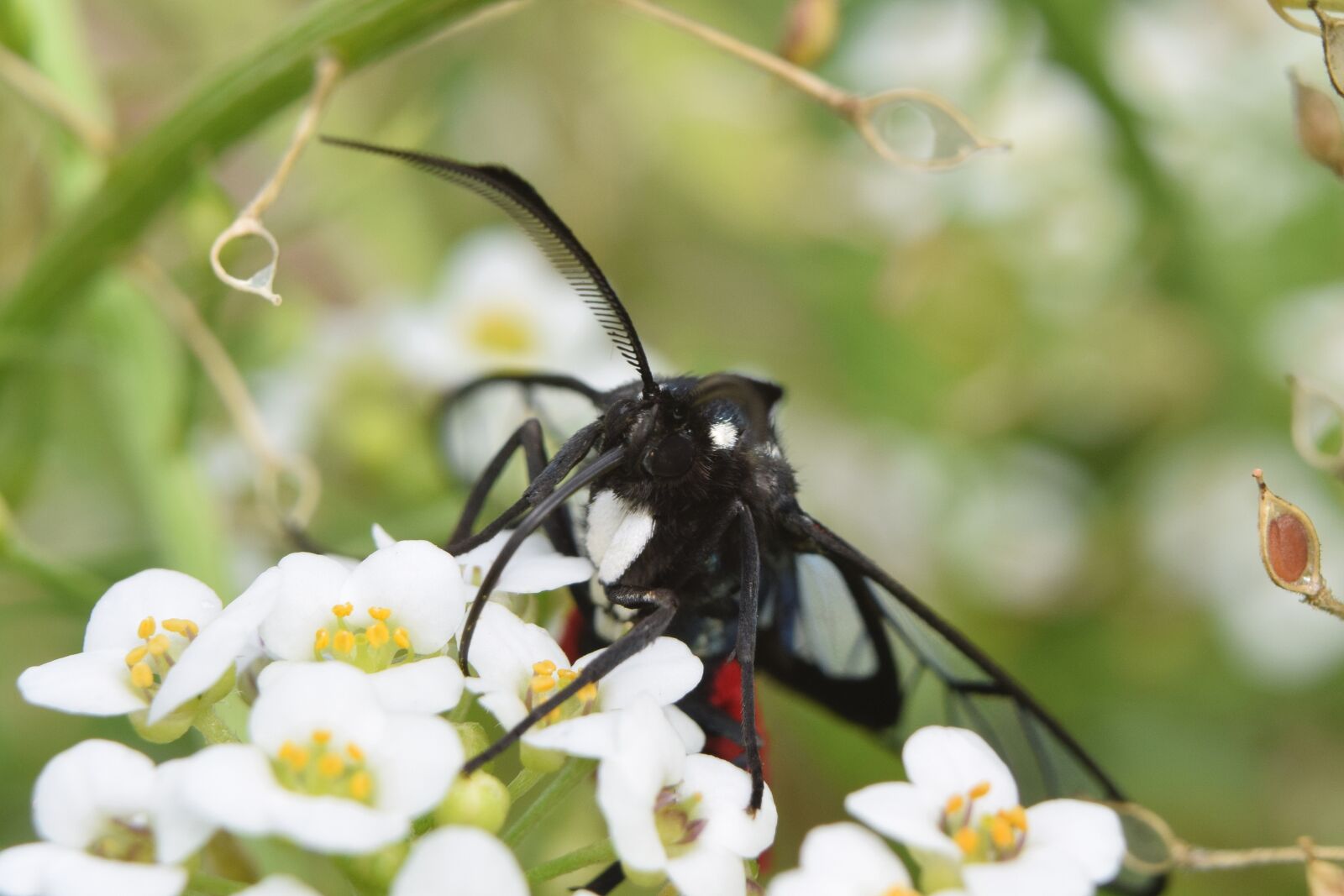Nikon D5300 sample photo. Insect, macro, flower photography