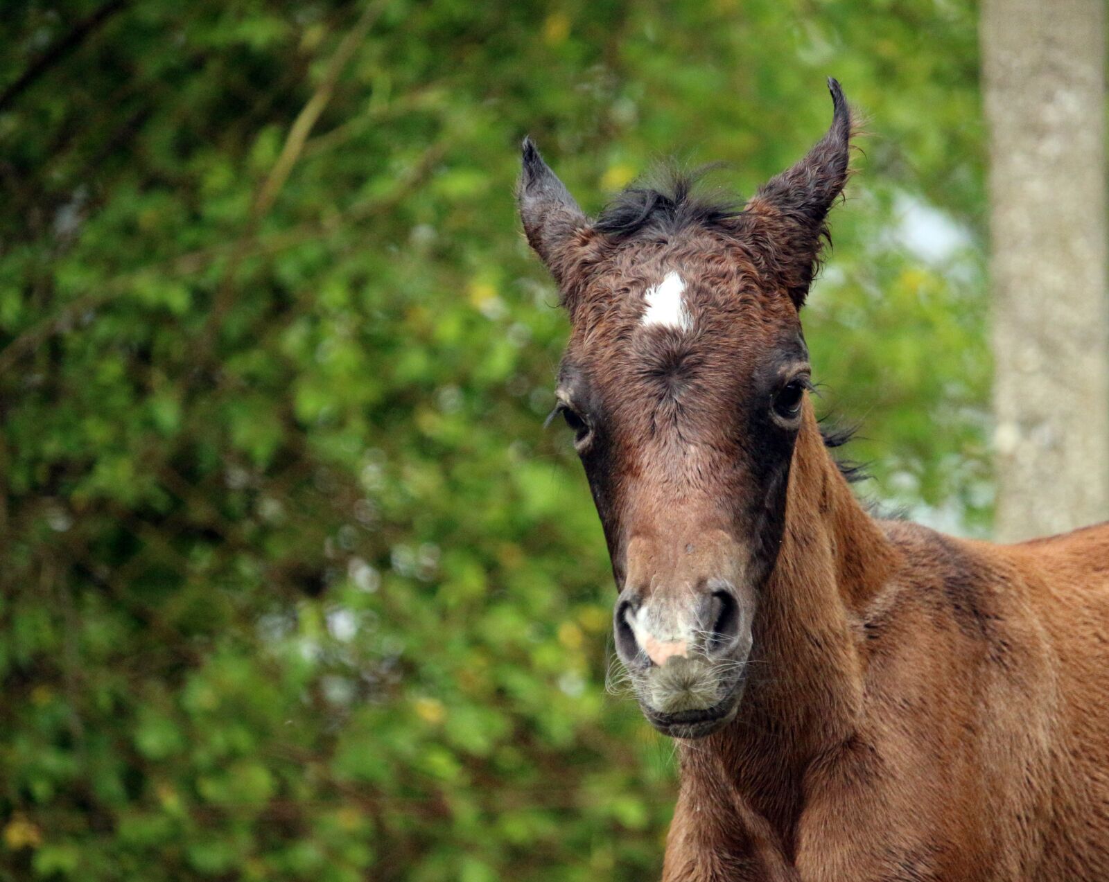 Canon EOS 100D (EOS Rebel SL1 / EOS Kiss X7) sample photo. Horse, foal, suckling photography