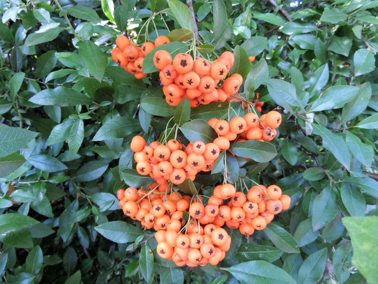 Samsung WB200F/WB201F/WB202F sample photo. Mountain ash, berries, plant photography