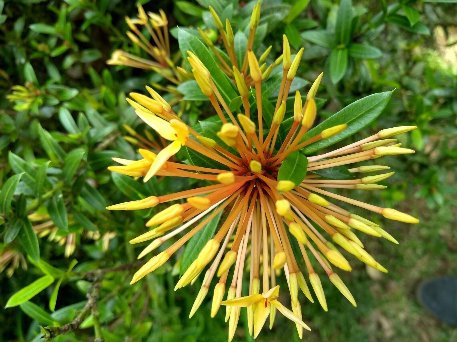 Motorola Moto G (5S) Plus sample photo. Native flower, national park photography