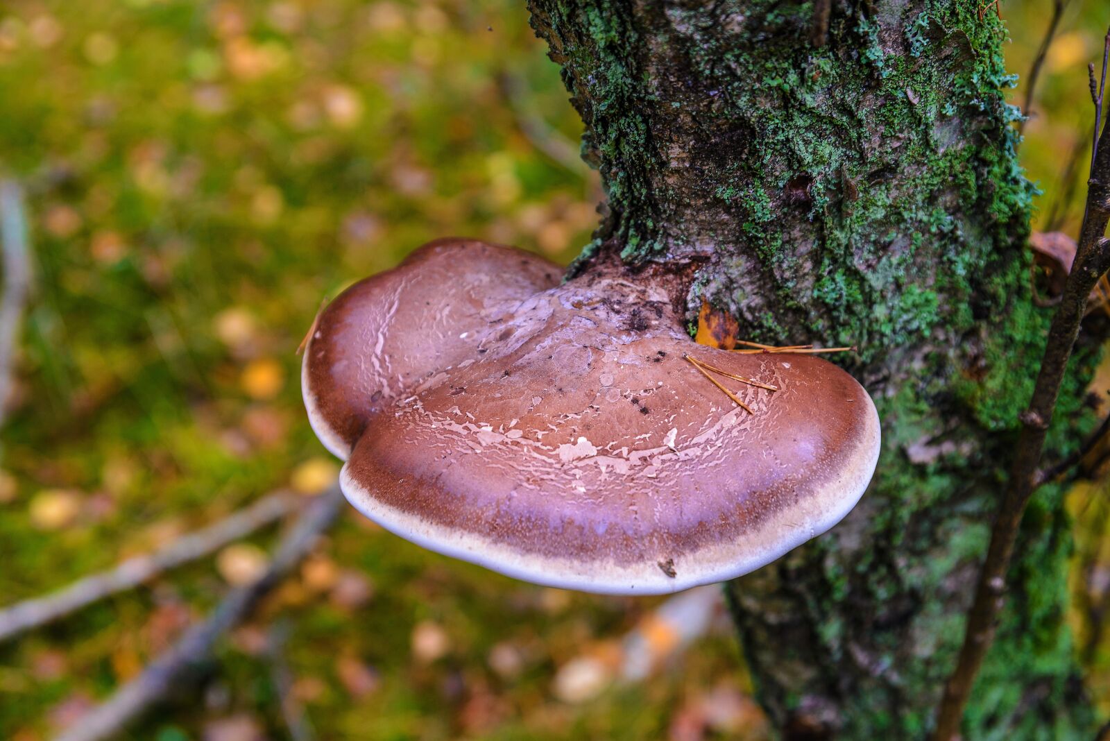 Nikon D610 sample photo. Nature, forest, walk photography