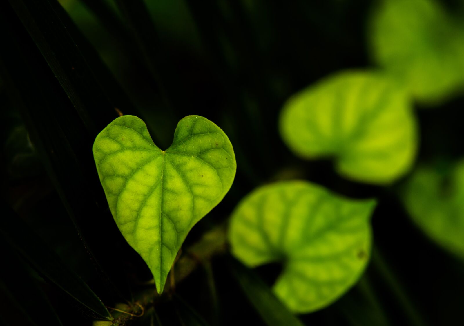 Nikon D7000 sample photo. Nature, leaf, leaves photography