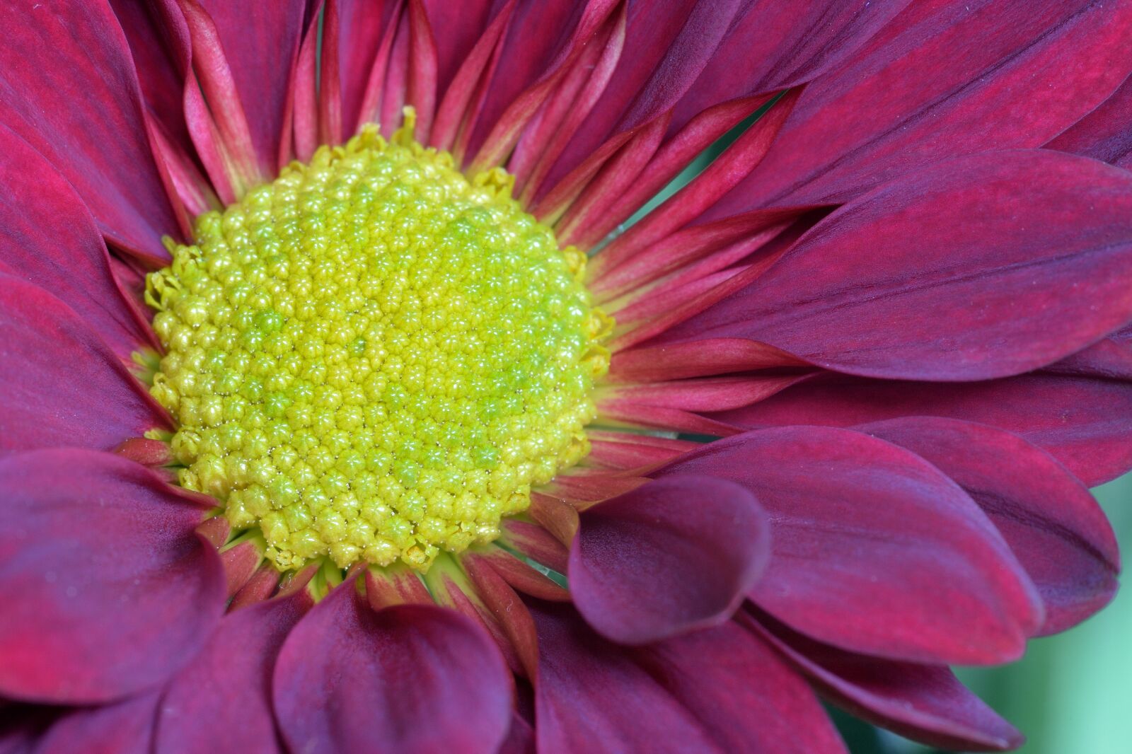 Nikon D610 sample photo. Flower, green, red photography