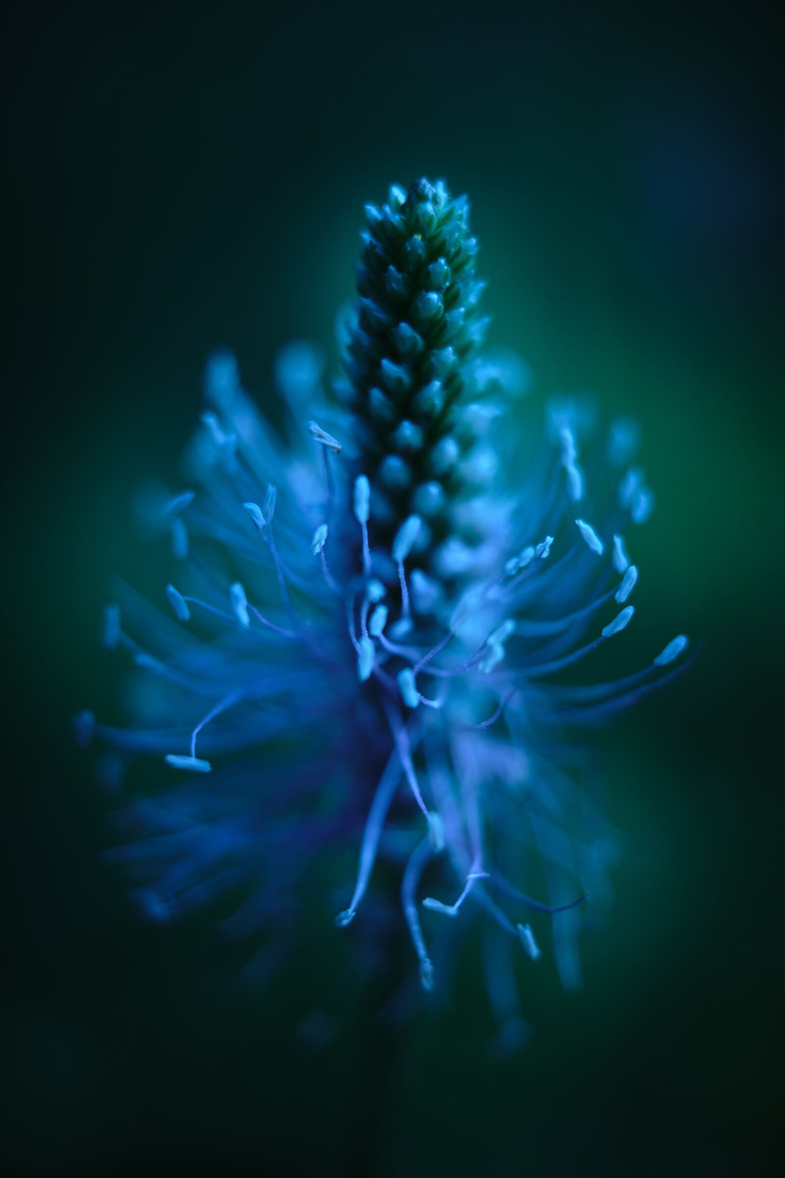 Fujifilm XF 18-55mm F2.8-4 R LM OIS sample photo. Greater plantain, night, blue photography