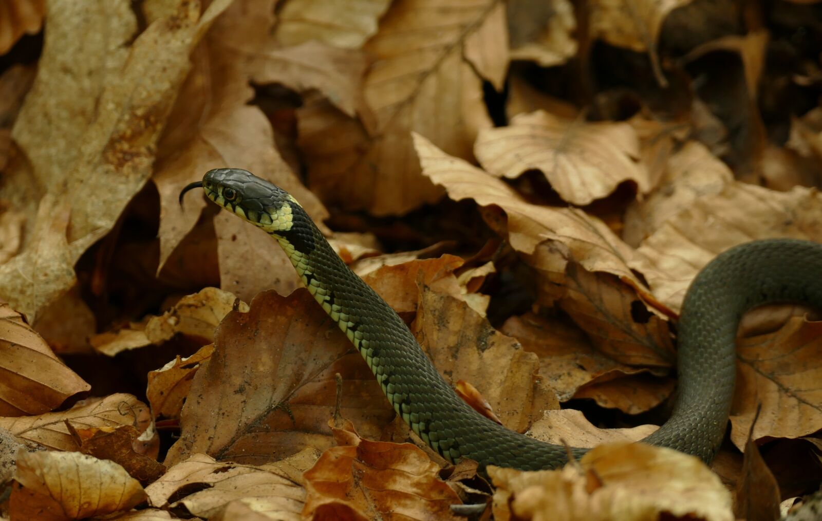 Panasonic Lumix DMC-FZ1000 sample photo. Grass snake, hose, natrix photography