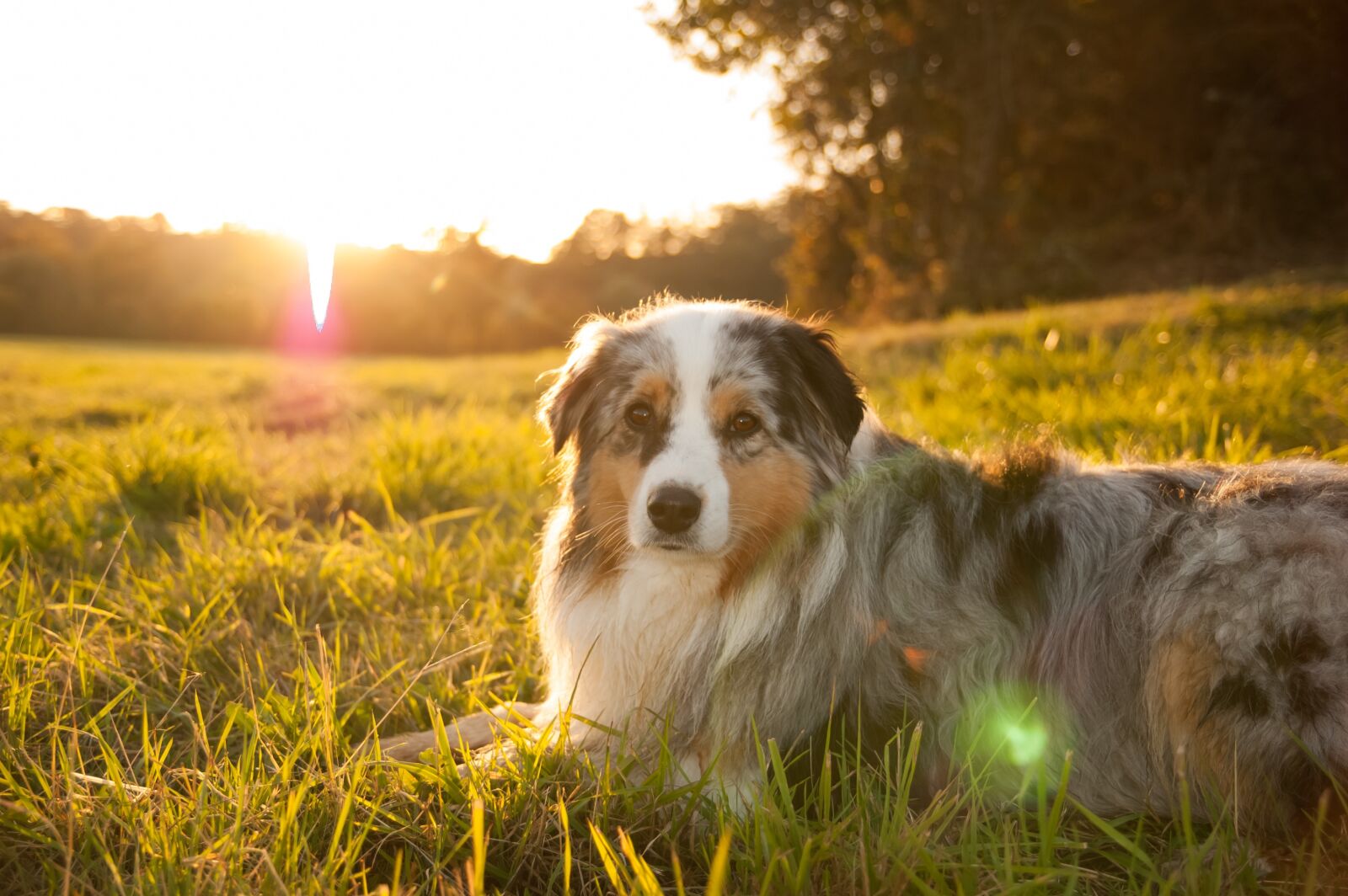 Nikon D40 sample photo. Sun, sunset, dog photography